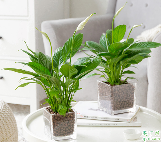 白掌叶子打弯是咋回事 白掌叶子打弯怎么解决