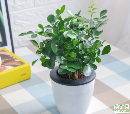 九里香什么时候扦插成活率高 扦插九里香时要注意些啥