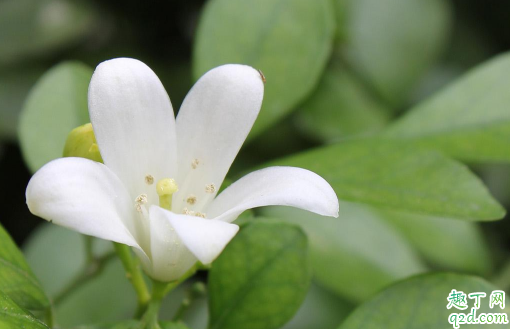 九里香新叶发黄的原因是什么 九里香新叶发黄怎么办