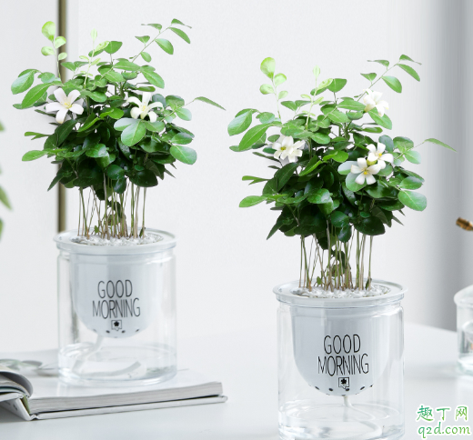 九里香新叶发黄的原因是什么 九里香新叶发黄怎么办