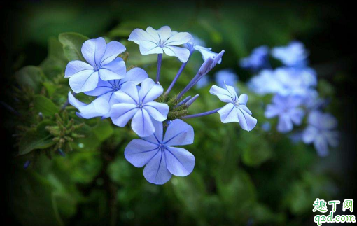 蓝雪花能扦插吗 蓝雪花啥时候扦插合适