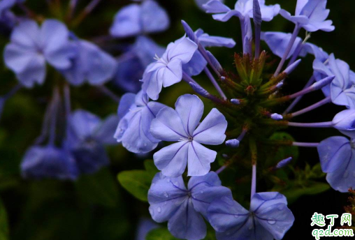 蓝雪花能扦插吗 蓝雪花啥时候扦插合适