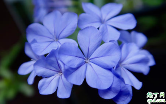 蓝雪花能扦插吗 蓝雪花啥时候扦插合适