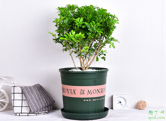 米兰什么时候必须换盆土 米兰换盆土哪些事项要注意