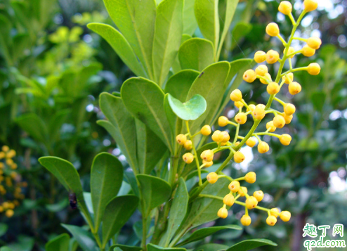 米兰冬季能剪枝不 米兰花修剪剪什么部位