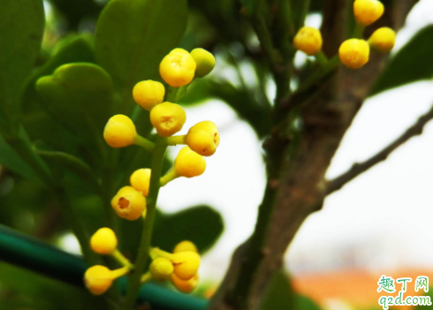 米兰冬季能剪枝不 米兰花修剪剪什么部位