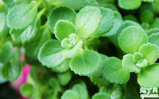 碰碰香放室内养有毒吗 碰碰香怎样养才能长得旺盛