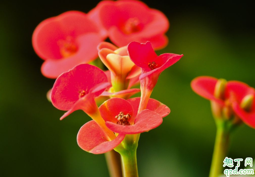 虎刺梅花开的小是咋回事 怎样养虎刺梅花开的旺盛