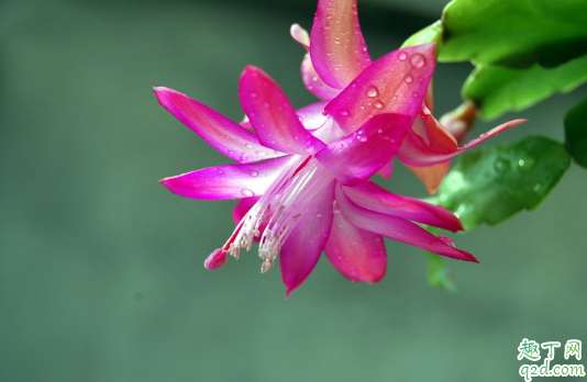 蟹爪兰啥时候扦插合适 如何扦插能使蟹爪兰成活率高