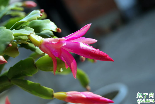 蟹爪兰在屋养好吗 新买蟹爪兰怎样去管理