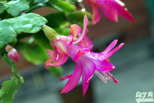 蟹爪兰在屋养好吗 新买蟹爪兰怎样去管理