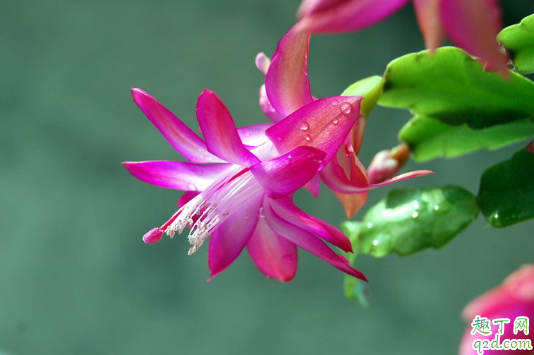 蟹爪兰在屋养好吗 新买蟹爪兰怎样去管理