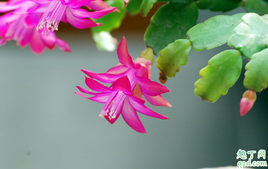 蟹爪兰冬季怕冻吗 蟹爪兰冬季怎么养护长得旺盛