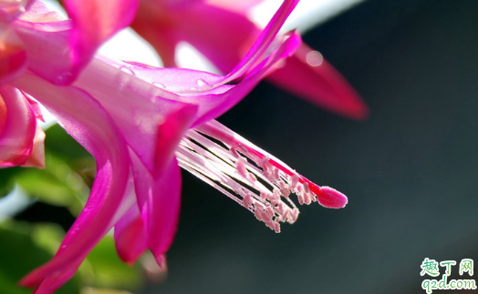 蟹爪兰冬季怕冻吗 蟹爪兰冬季怎么养护长得旺盛