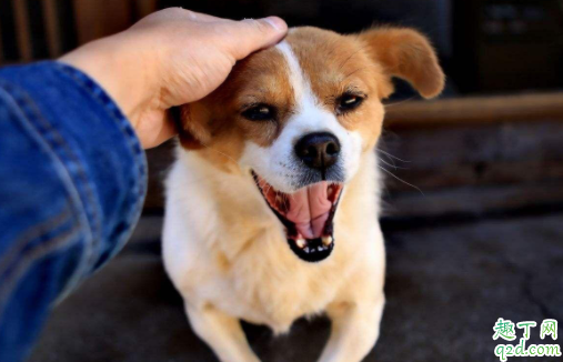 狗舔人是因为喜欢吗 狗舔人会感染什么病菌