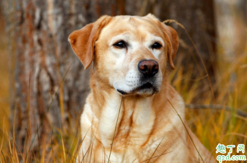狗舔人是因为喜欢吗 狗舔人会感染什么病菌