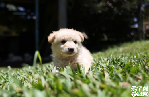 幼犬喝羊奶粉拉稀还能喂吗 狗狗喂食羊奶后闹肚子怎么办