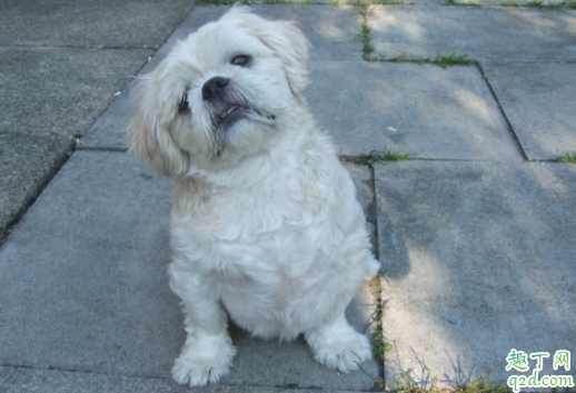 幼犬喝羊奶粉拉稀还能喂吗 狗狗喂食羊奶后闹肚子怎么办