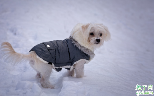 幼犬喝羊奶粉拉稀还能喂吗 狗狗喂食羊奶后闹肚子怎么办