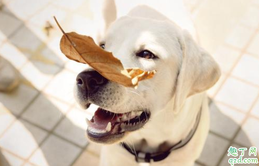 幼犬喝羊奶粉拉稀还能喂吗 狗狗喂食羊奶后闹肚子怎么办