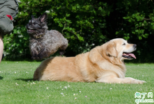 狗狗打喷嚏是犬瘟症状吗 成年狗得了犬瘟热会死吗