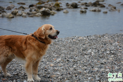 狗狗打喷嚏是犬瘟症状吗 成年狗得了犬瘟热会死吗