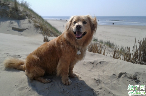 狗狗打喷嚏是犬瘟症状吗 成年狗得了犬瘟热会死吗