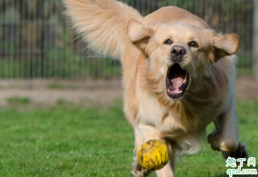 狗狗打喷嚏是犬瘟症状吗 成年狗得了犬瘟热会死吗