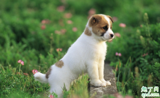 犬瘟治好会有后遗症吗 狗瘟治好以后还会得吗