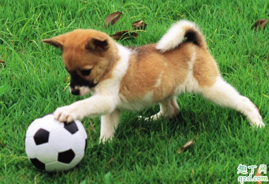 犬瘟治好会有后遗症吗 狗瘟治好以后还会得吗