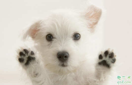 犬瘟治好会有后遗症吗 狗瘟治好以后还会得吗