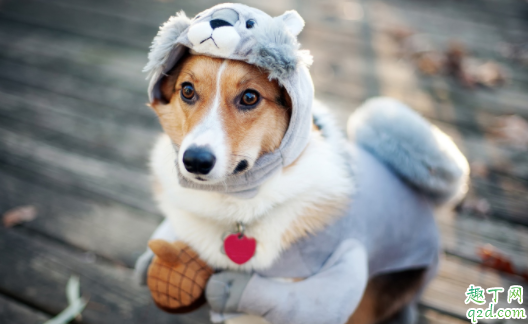 犬瘟治好会有后遗症吗 狗瘟治好以后还会得吗