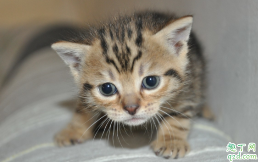 猫咪驱虫完呕吐拉肚子是正常现象吗 猫咪驱虫会导致呕吐拉稀精神不好吗