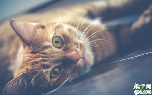 猫咪驱虫完呕吐拉肚子是正常现象吗 猫咪驱虫会导致呕吐拉稀精神不好吗