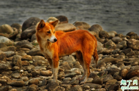 狗吃体内驱虫药会拉稀吗 幼犬第一次驱虫时间