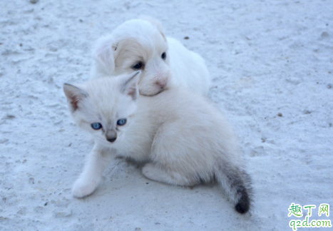 狗吃体内驱虫药会拉稀吗 幼犬第一次驱虫时间