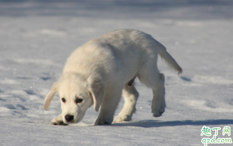 狗吃体内驱虫药会拉稀吗 幼犬第一次驱虫时间