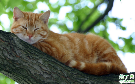 为什么猫咪做了驱虫还是挠 40天小猫能体外驱虫吗