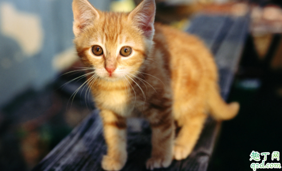 猫咪吃驱虫药会拉虫子吗 猫咪驱虫和疫苗要间隔几天