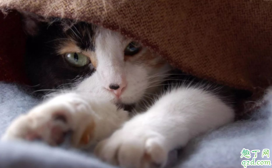 猫咪吃驱虫药会拉虫子吗 猫咪驱虫和疫苗要间隔几天