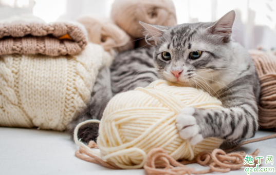 猫咪吃驱虫药会拉虫子吗 猫咪驱虫和疫苗要间隔几天