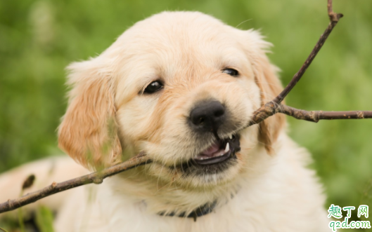 怎么判断狗该驱虫了 为什么狗狗驱虫了还有跳蚤