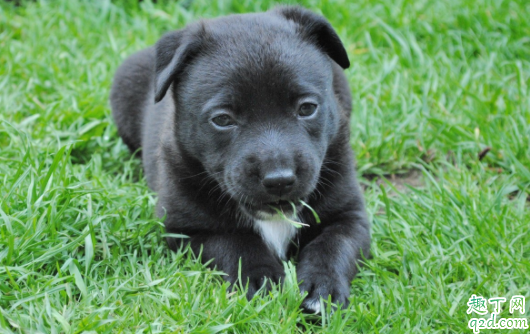 怎么判断狗该驱虫了 为什么狗狗驱虫了还有跳蚤