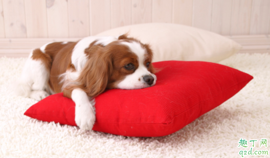 犬瘟熬过一个月会慢慢好吗 猫咪会被传染狗瘟吗