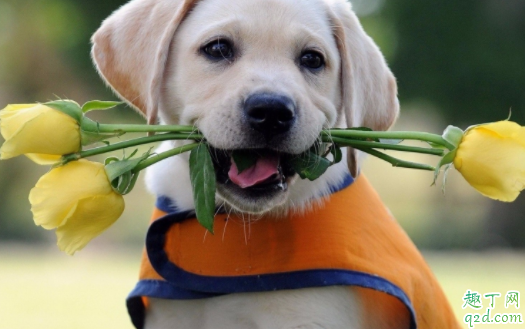 犬瘟熬过一个月会慢慢好吗 猫咪会被传染狗瘟吗