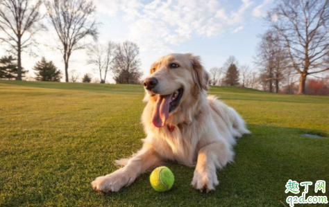 狗闹狗有什么表现 狗狗发情最佳配种时间是第几天