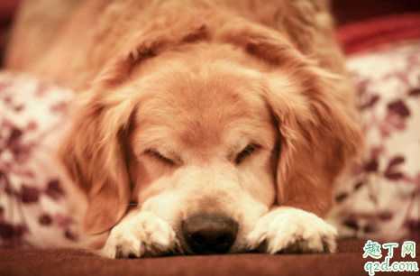 狗闹狗有什么表现 狗狗发情最佳配种时间是第几天