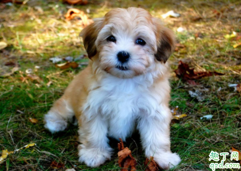 狗闹狗有什么表现 狗狗发情最佳配种时间是第几天