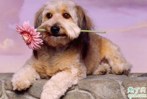 狗闹狗有什么表现 狗狗发情最佳配种时间是第几天