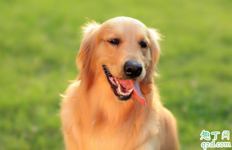 狗闹狗有什么表现 狗狗发情最佳配种时间是第几天